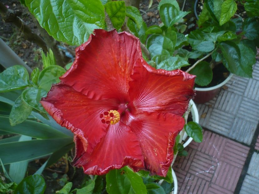 09.07.2021 - HIBISCUSI 2021-2