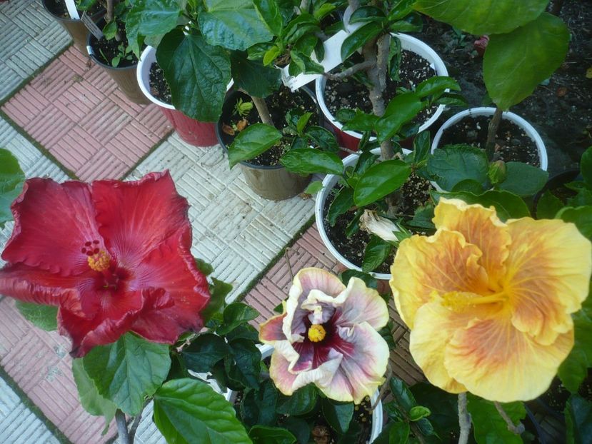 P1490406 - HIBISCUSI 2021-2