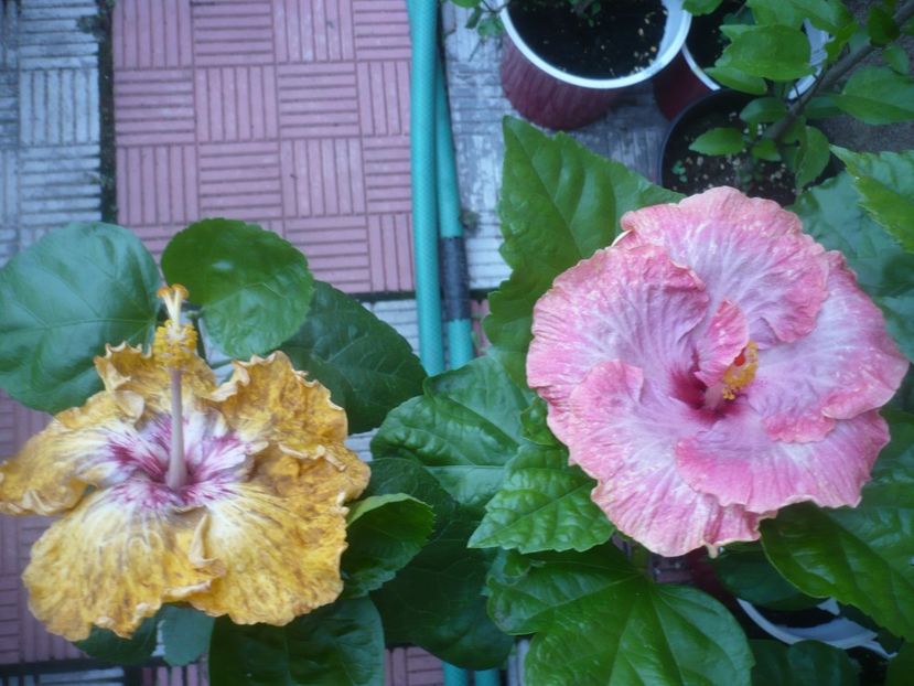 P1490408 - HIBISCUSI 2021-2