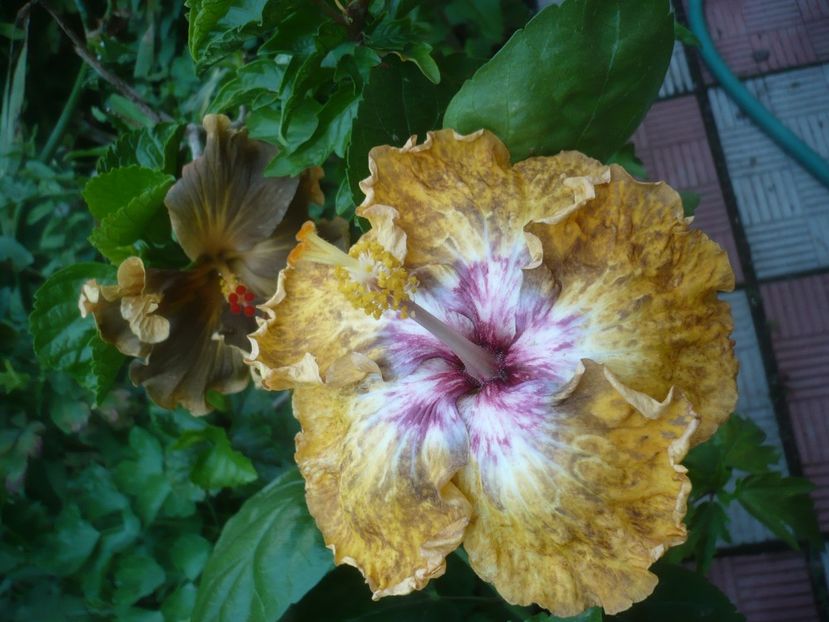 P1490410 - HIBISCUSI 2021-2