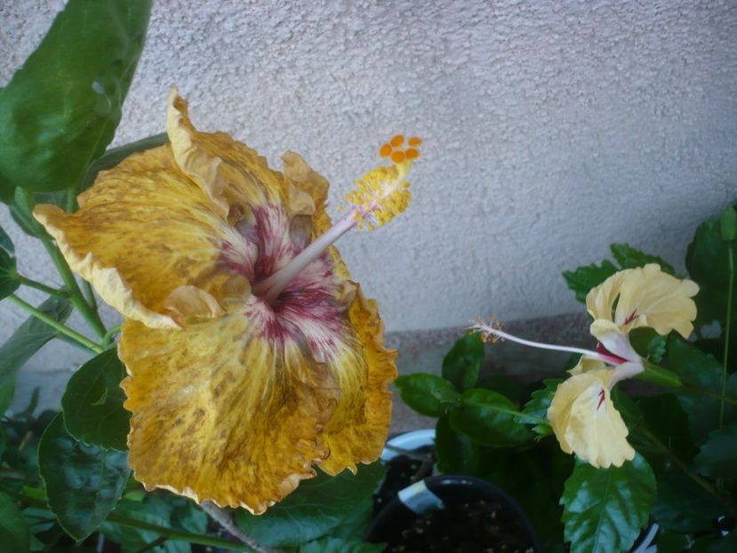 P1490412 - HIBISCUSI 2021-2