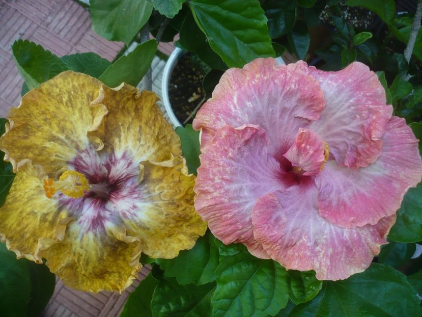 P1490417 - HIBISCUSI 2021-2