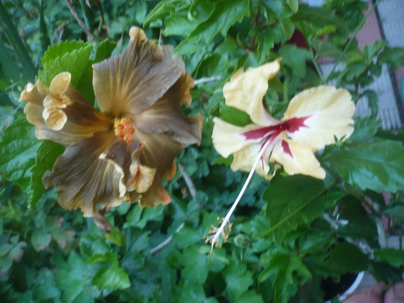 P1490420 - HIBISCUSI 2021-2