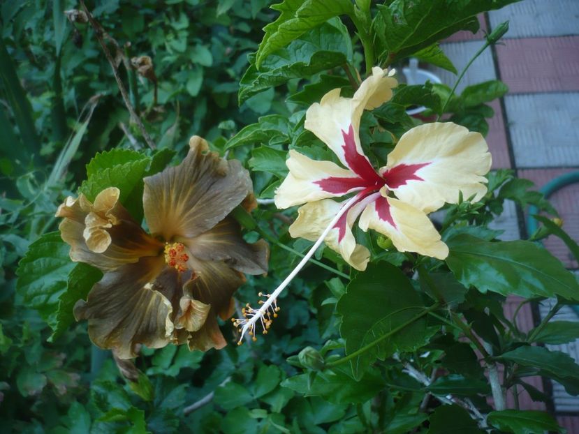 P1490421 - HIBISCUSI 2021-2