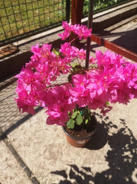  - Bougainvillea