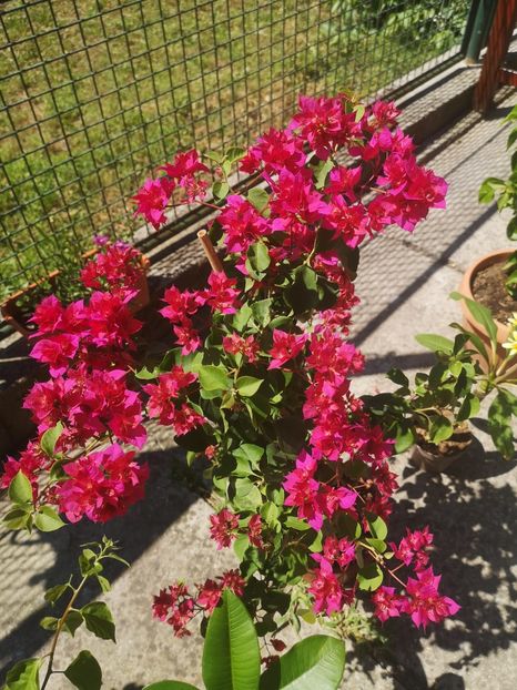  - Bougainvillea