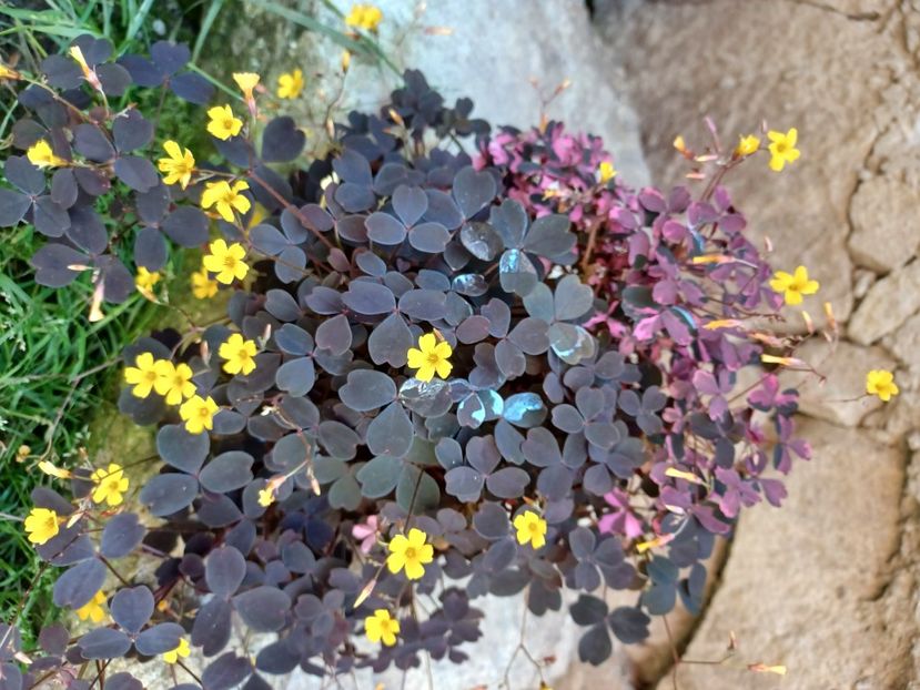  - Oxalis 2021