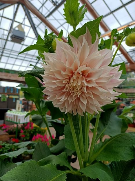 Img.2021.07.08 - Magazinul