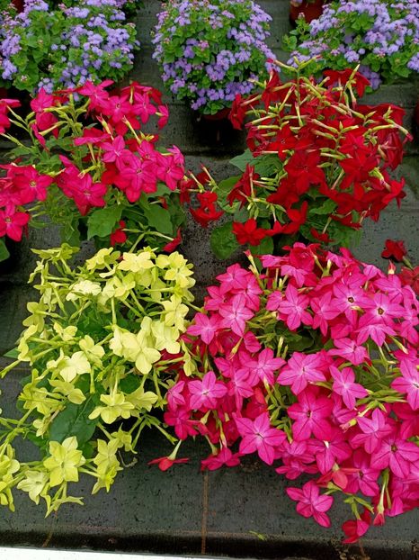 Img.2021.07.08 - Magazinul