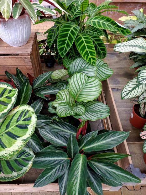 Img.2021.07.08 - Magazinul