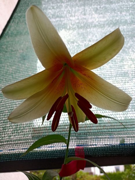 Crin Mister Cas - 1 Achiziție nouă