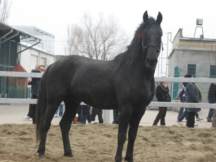 Expo. Galati 2010 - Caii