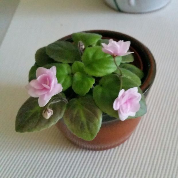 Roob's Vanilla trail - Violete 2021