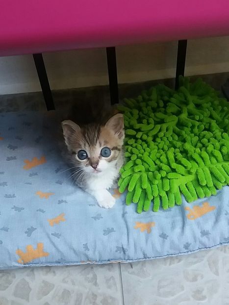 Azi am avut voie pe balcon - Povestea unui pisic mic