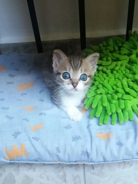  - Povestea unui pisic mic