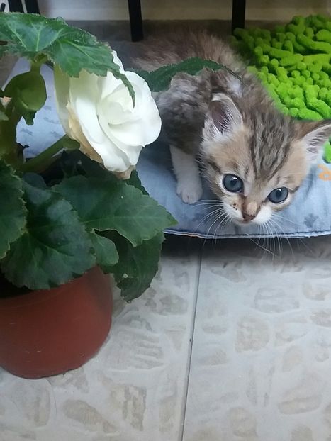  - Povestea unui pisic mic