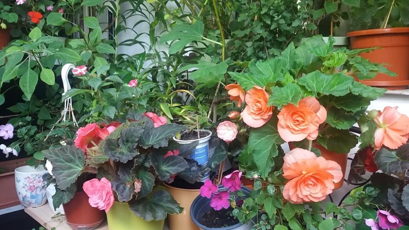 Dimineata la cafea - Vara pe balcon