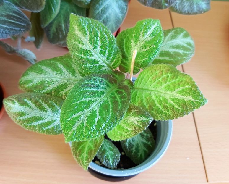 Faded Jade (multumesc mult Monika) - Episcii 2021