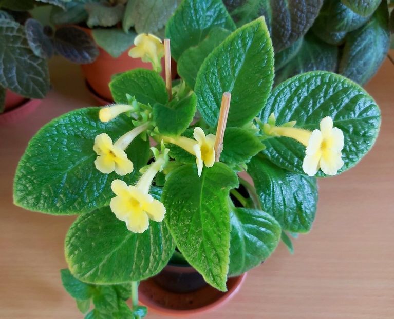 09.07 Tropical Topas - Episcii 2021