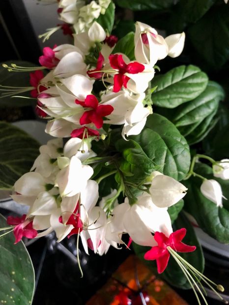 Clerodendron Thomsoniae - Clerodendron Thomsoniae