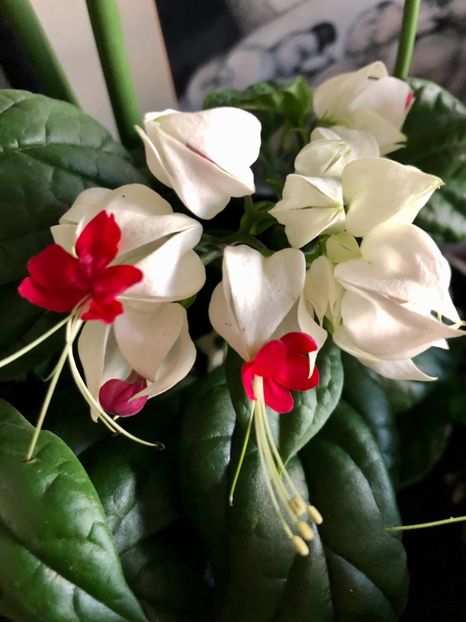 Clerodendron Thomsoniae - Clerodendron Thomsoniae