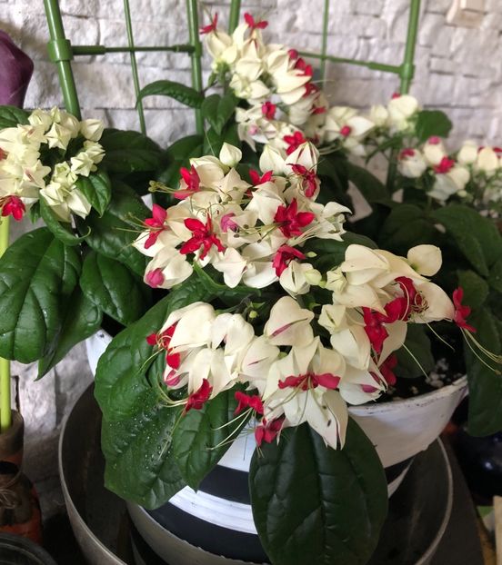 Clerodendron Thomsoniae - Clerodendron Thomsoniae