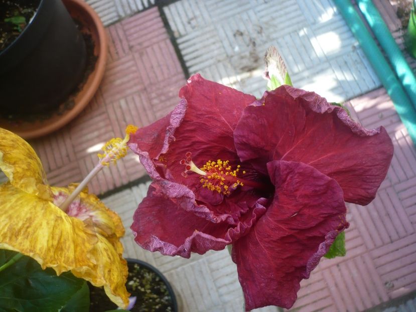 P1490435 - HIBISCUSI 2021-2