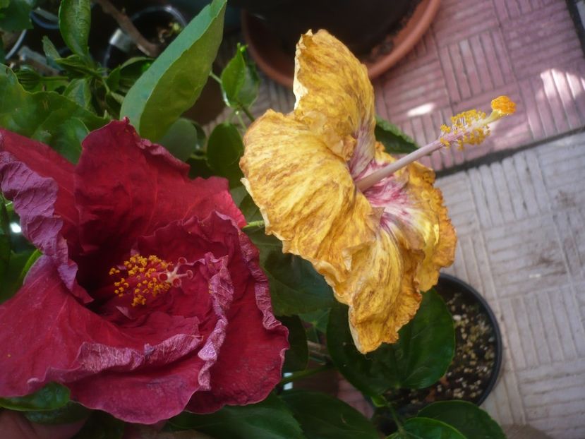 P1490436 - HIBISCUSI 2021-2
