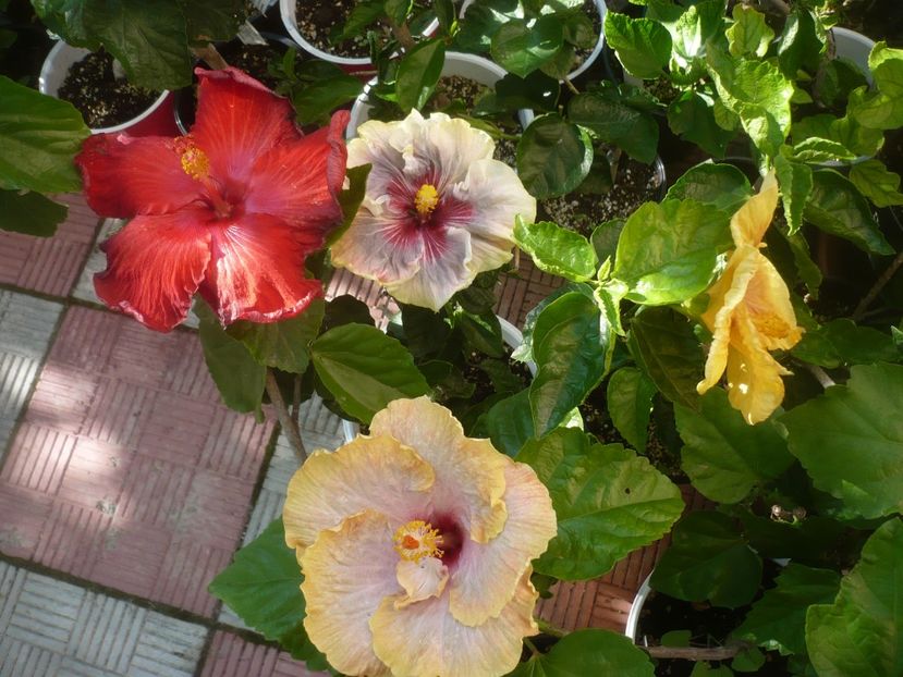 P1490430 - HIBISCUSI 2021-2