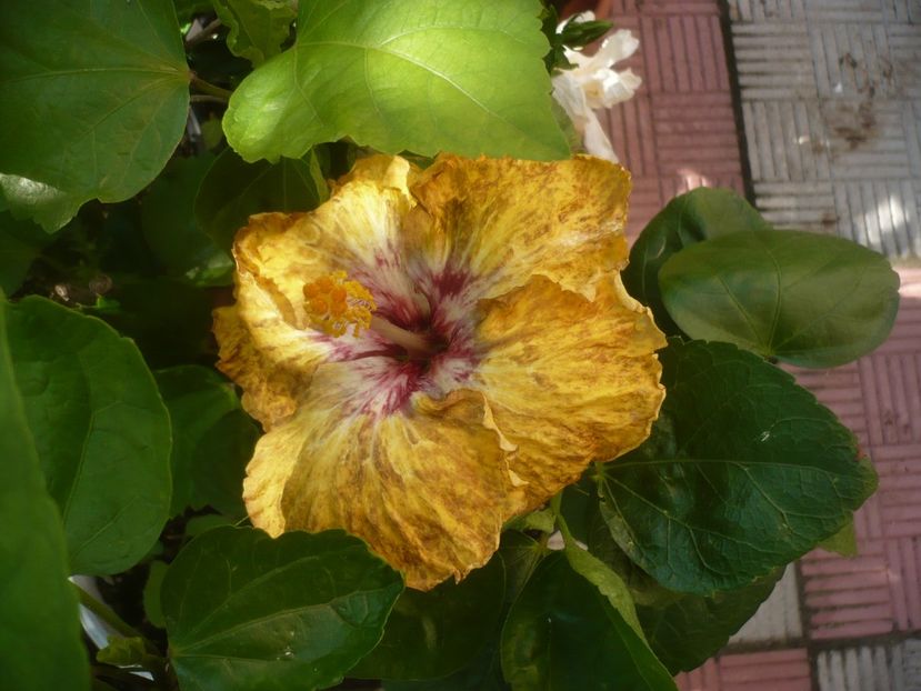 P1490431 - HIBISCUSI 2021-2