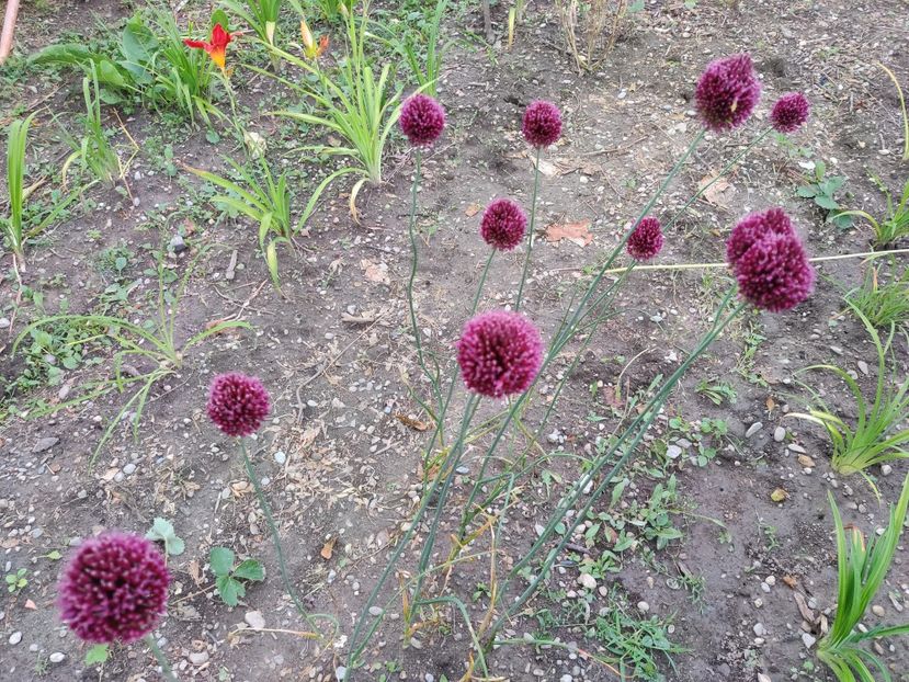  - Diverse flori de gradina