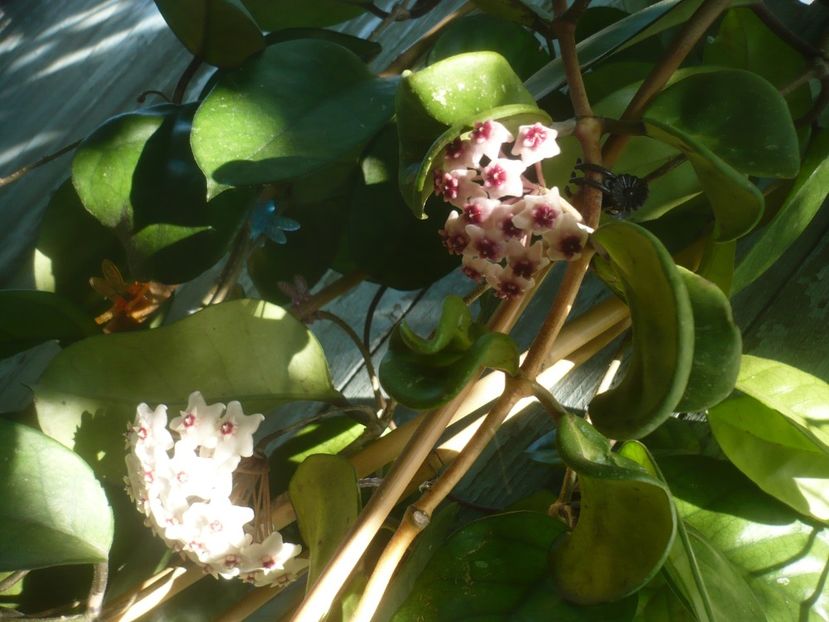P1490439 - HOYA 2021-1