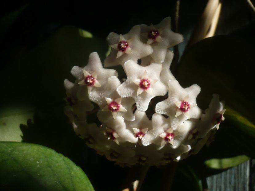 P1490440 - HOYA 2021-1