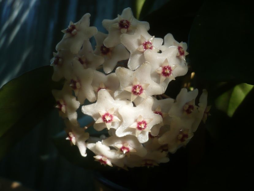 P1490442 - HOYA 2021-1