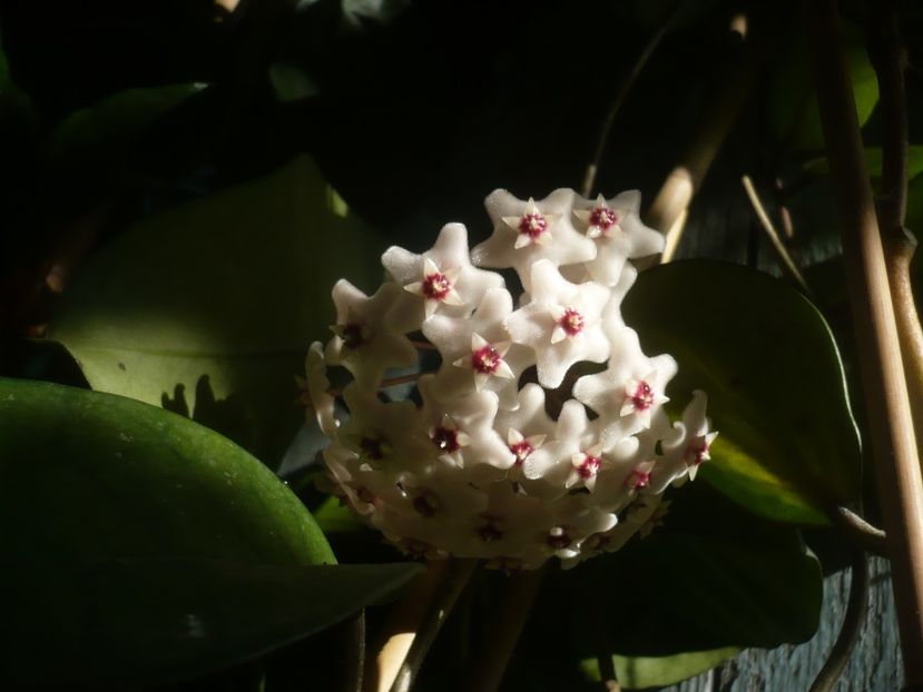 P1490443 - HOYA 2021-1