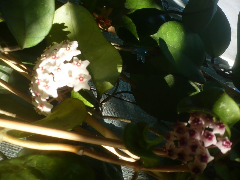 P1490444 - HOYA 2021-1