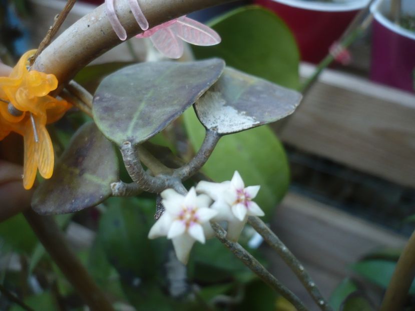 P1490445 - HOYA 2021-1