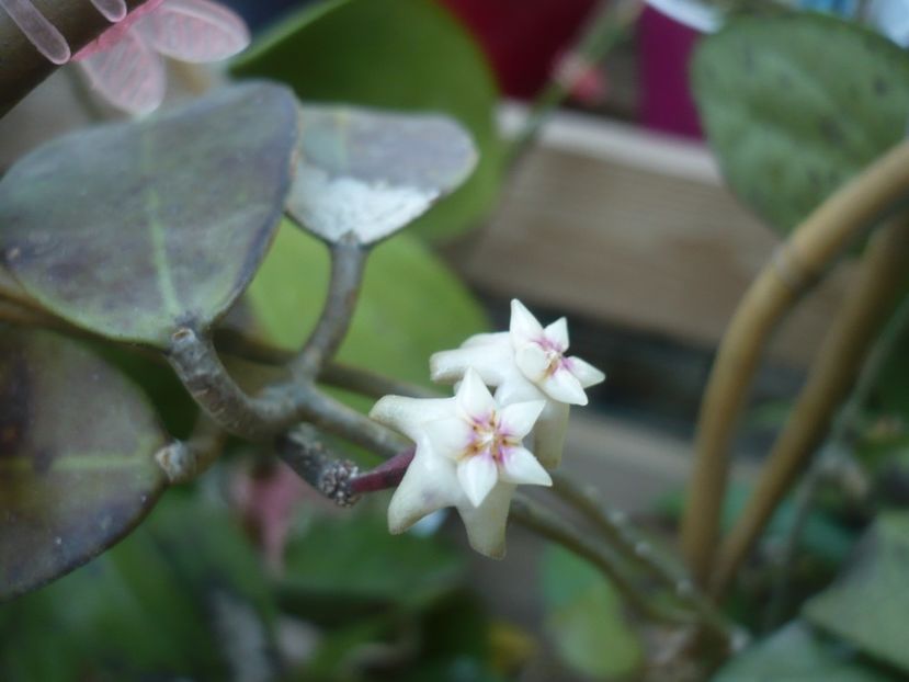 P1490446 - HOYA 2021-1