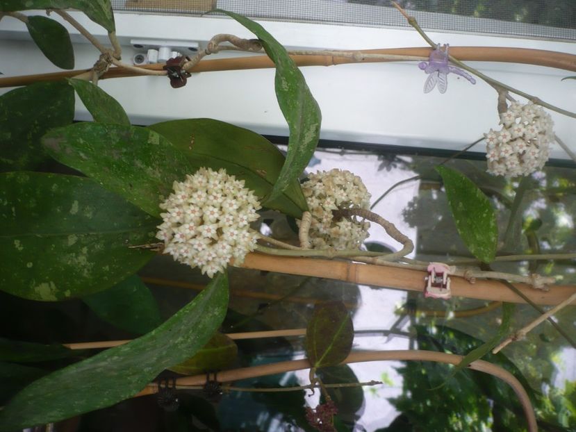 P1490447 - HOYA 2021-1