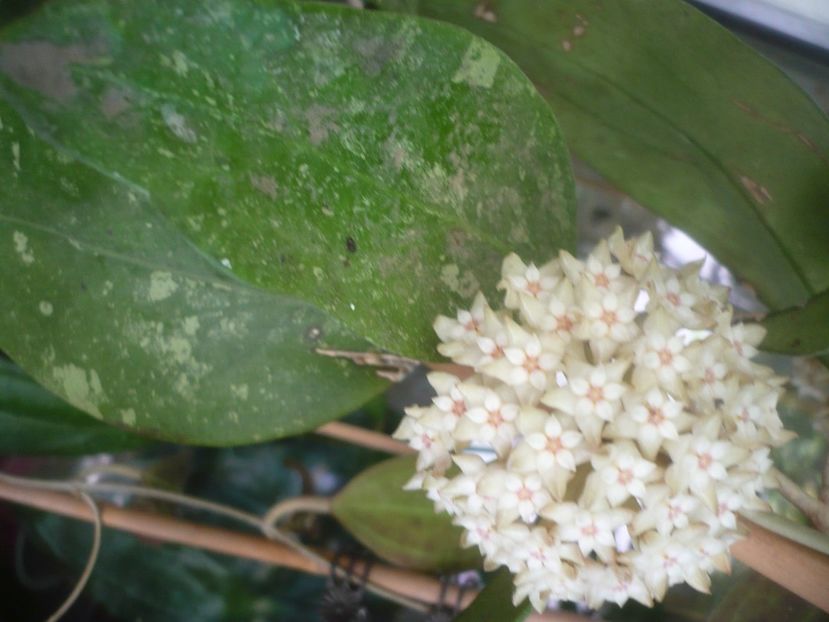 P1490448 - HOYA 2021-1