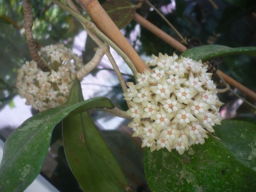 P1490449 - HOYA 2021-1