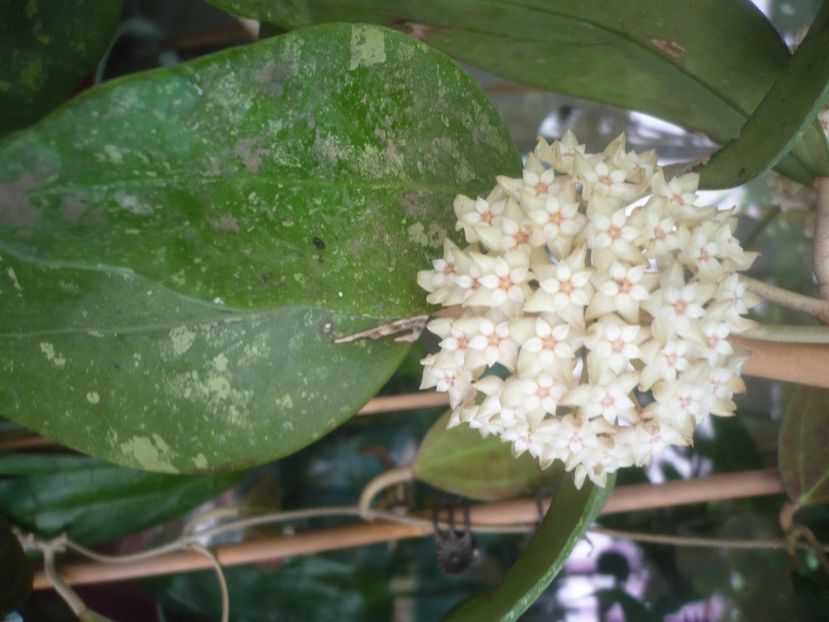 P1490451 - HOYA 2021-1