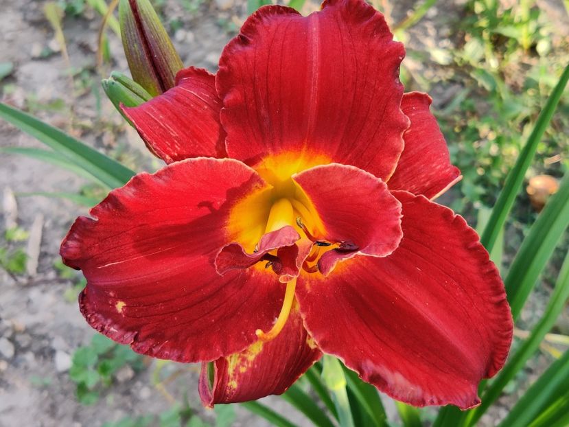 Highland lord - Hemerocallisi 1