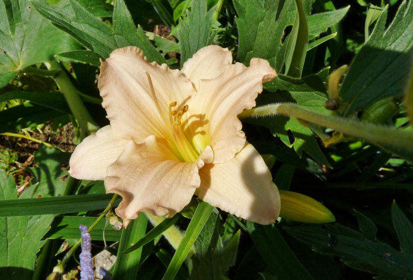  - Hemerocallis