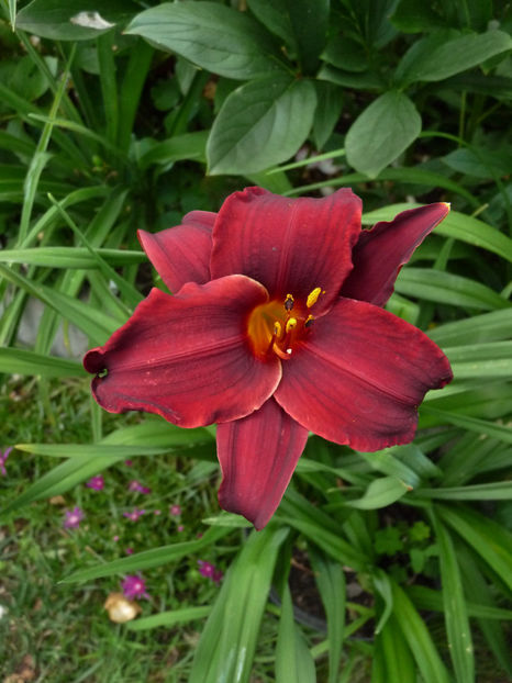  - Hemerocallis