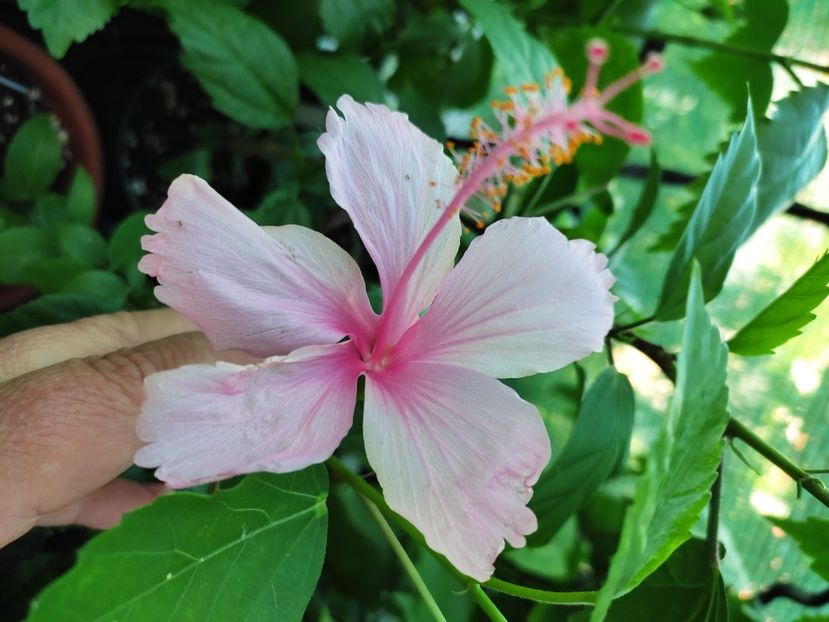  - Hibiscus 2021 -1