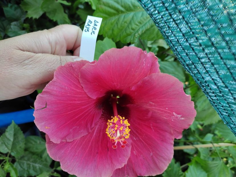  - Hibiscus 2021 -1