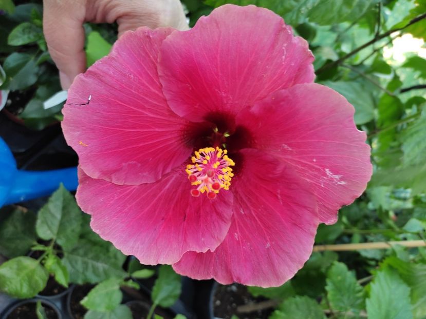  - Hibiscus 2021 -1