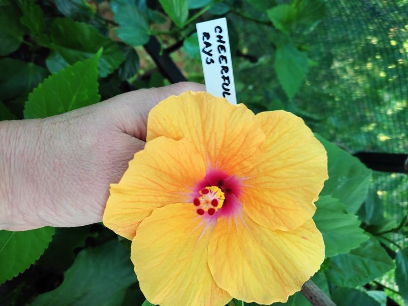  - Hibiscus 2021 -1
