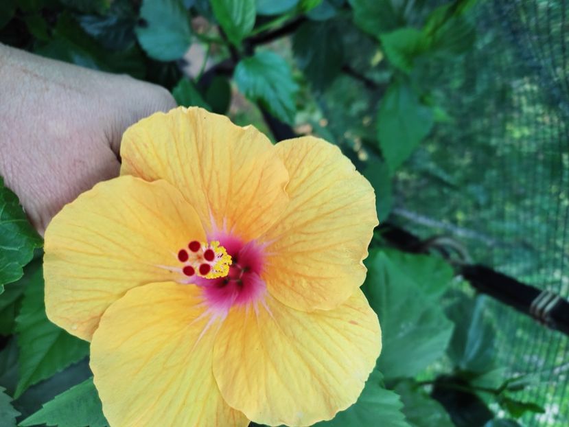  - Hibiscus 2021 -1